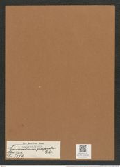 Coscinodiscus perforatus Ehr. (de-Toni-Nr.: Genus 202, Species 5079) Zeichnungen Sammlung Grunow Mappe 04867 (Herbarium_W_Grunow_drawings_Folder_04867)